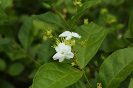 Jasmine grandiflorum absolute | Jasmine oil | Jasmine sambac absolute