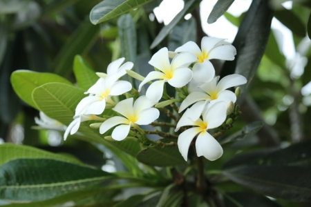 Jasmine grandiflorum absolute | Jasmine oil | Jasmine sambac absolute